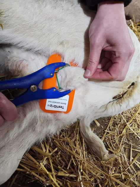 Testigrip Mini Lamb & Goat Castration Tool