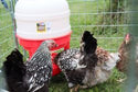Poultry Dome Feeder w/Legs :45lb